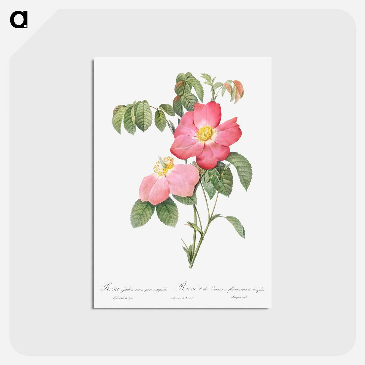 アートポストカード-Pink French Rose - ピエール ジョゼフ ルドゥーテ Postcard.