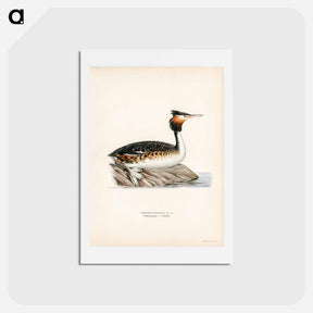 アートポストカード-Podiceps cristatus
 - スヴェンスカ フォグラル Postcard.