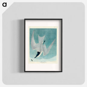 アートポスター-Marsh Tern
 - アメリカの鳥たち Poster.