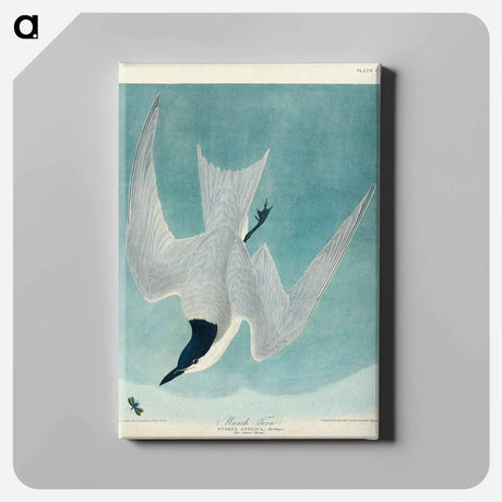 アートパネル-Marsh Tern
 - アメリカの鳥たち Canvas.