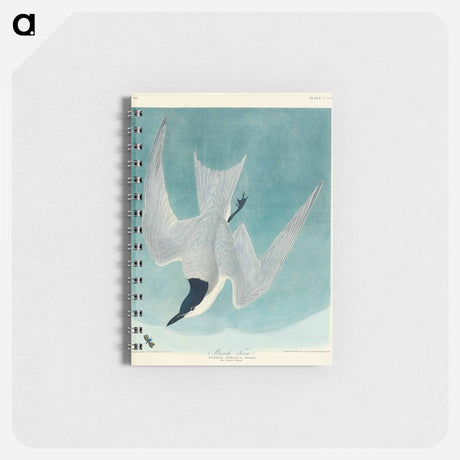 アートメモ帳-Marsh Tern
 - アメリカの鳥たち Memo.