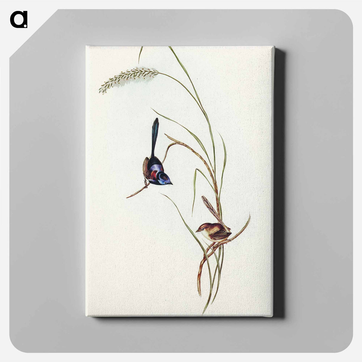 アートパネル-Lambert's Wren
 - オーストラリアの鳥 Canvas.