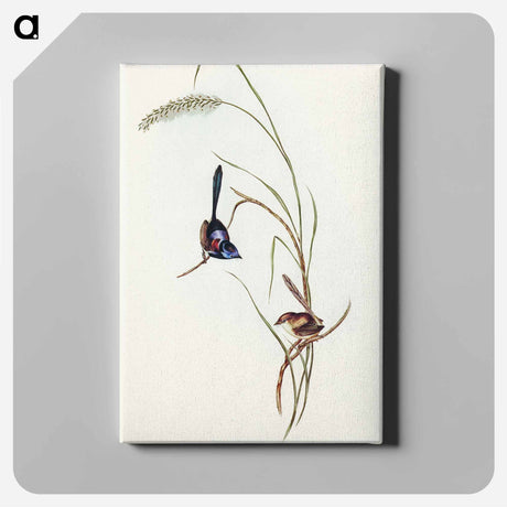 アートパネル-Lambert's Wren
 - オーストラリアの鳥 Canvas.