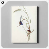 Lambert's Wren
 - オーストラリアの鳥 Canvas.