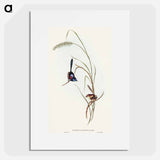 Lambert's Wren
 - オーストラリアの鳥 Poster.