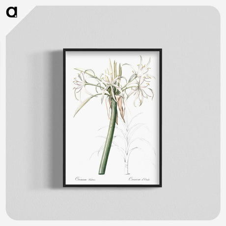 3-20_The-Lilies_blk-crop