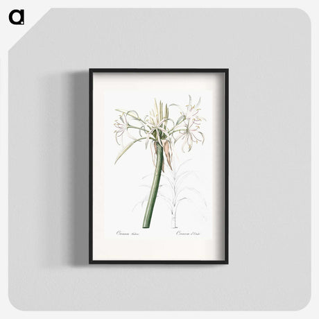 3-20_The-Lilies_blk