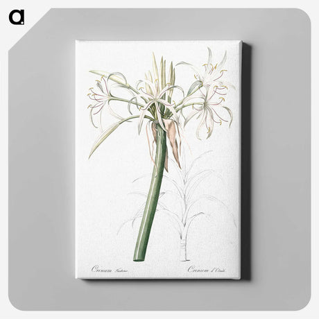 3-20_The-Lilies_canvas
