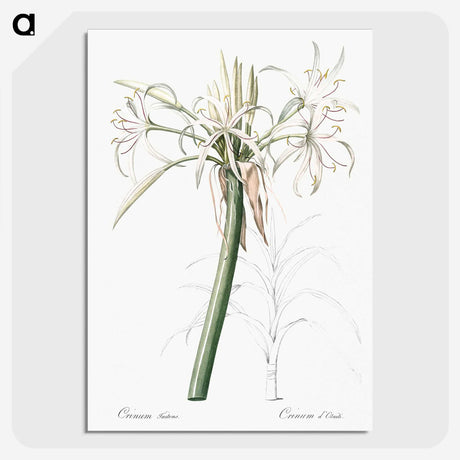 3-20_The-Lilies_picture-crop