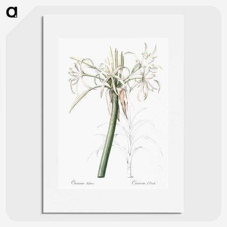 3-20_The-Lilies_picture