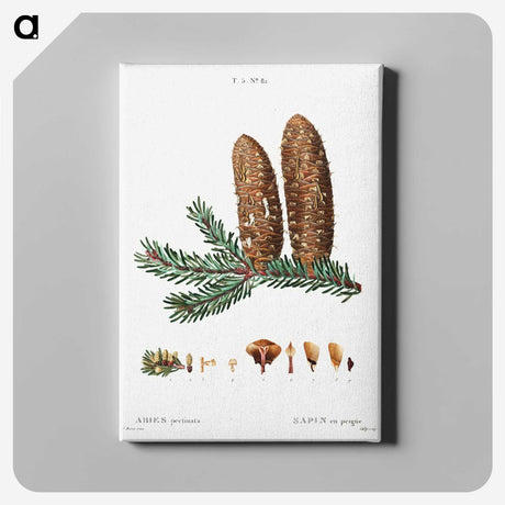 3-20_Treatise-on-Trees-and-Shrubs_canvas
