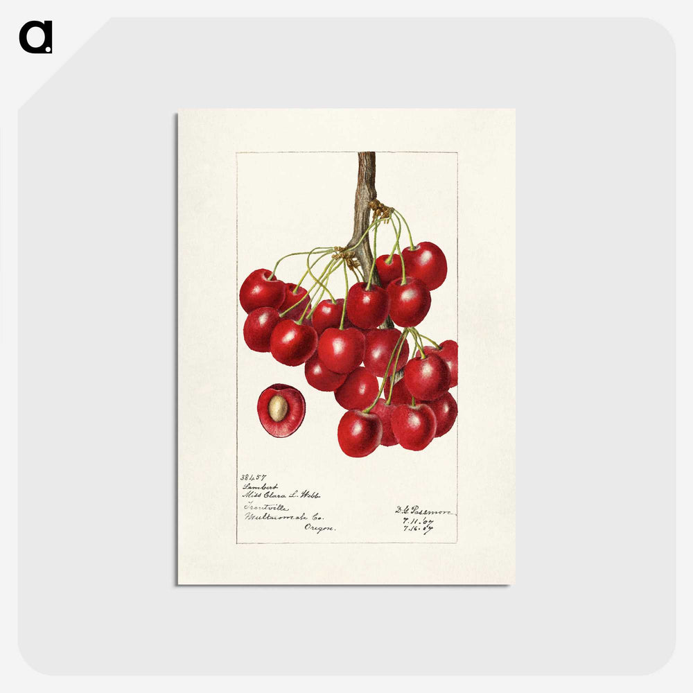 3-20_USDA-Watercolor-Fruit-Painting-Collection_postcard