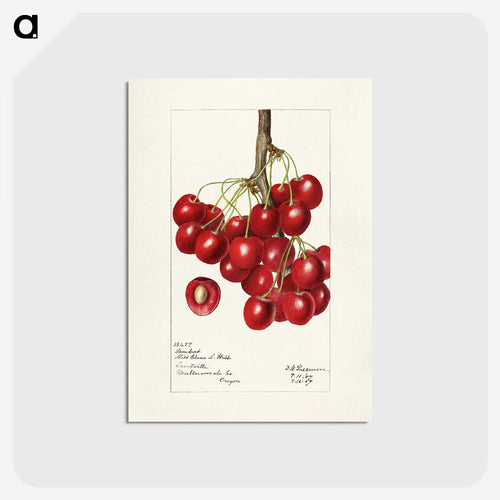 さくらんぼ (プルヌス・アウィウム) - USDA 水彩フルーツ絵画コレクション Postcard.