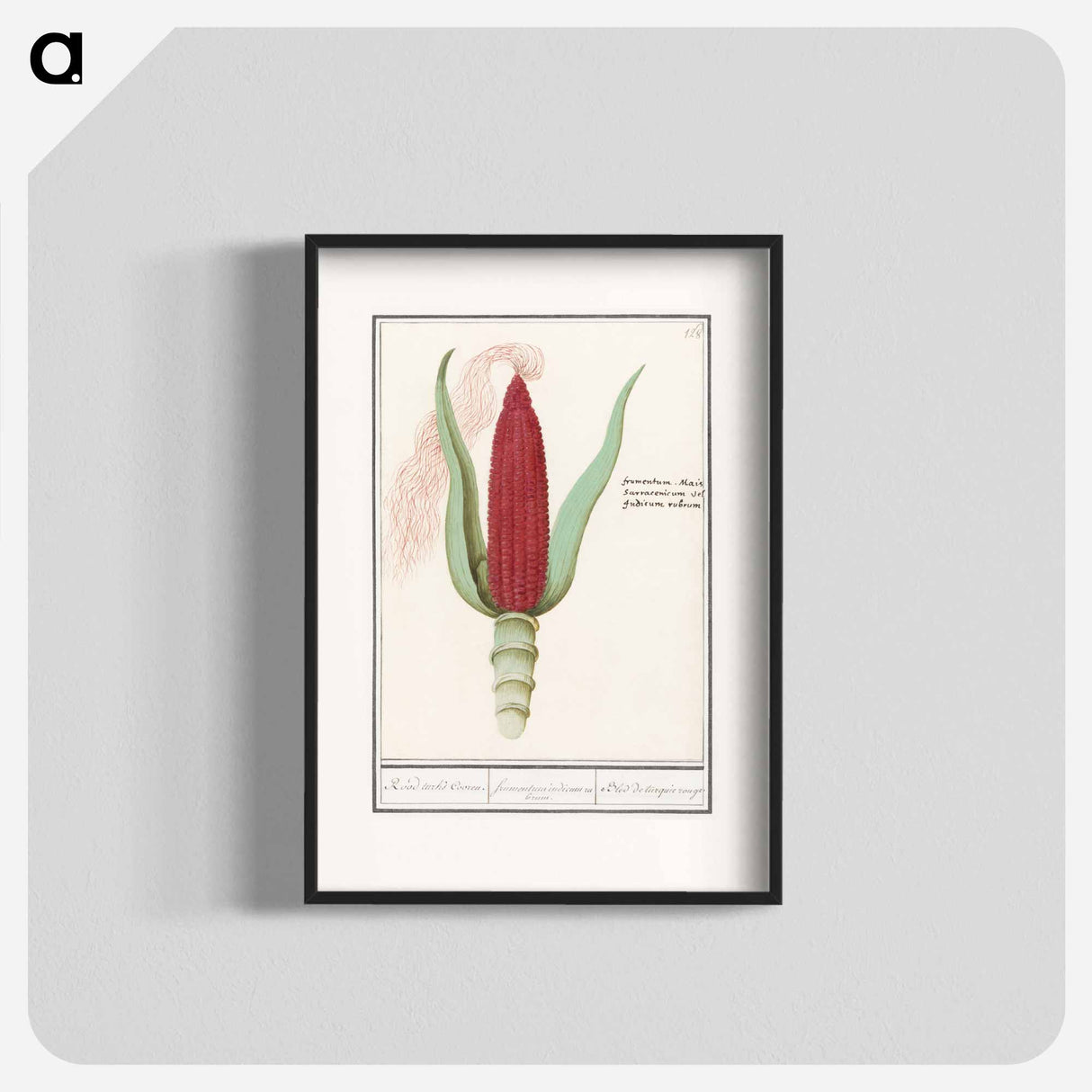Ornamental corn - アンセルムス ボエティウス デ ブート Poster.