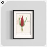 Ornamental corn - アンセルムス ボエティウス デ ブート Poster.