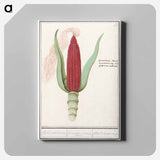 Ornamental corn - アンセルムス ボエティウス デ ブート Canvas.
