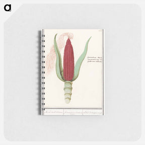 アートメモ帳-Ornamental corn - アンセルムス ボエティウス デ ブート Memo.