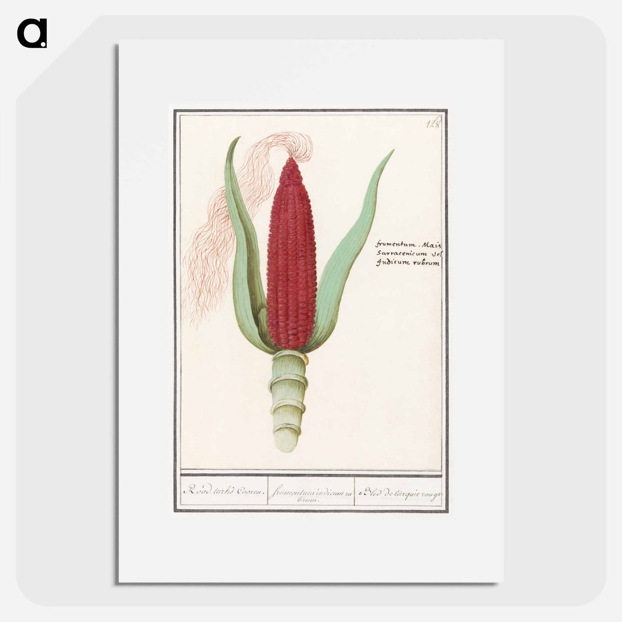 Ornamental corn - アンセルムス ボエティウス デ ブート Poster.