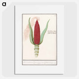 Ornamental corn - アンセルムス ボエティウス デ ブート Poster.