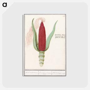 アートポストカード-Ornamental corn - アンセルムス ボエティウス デ ブート Postcard.