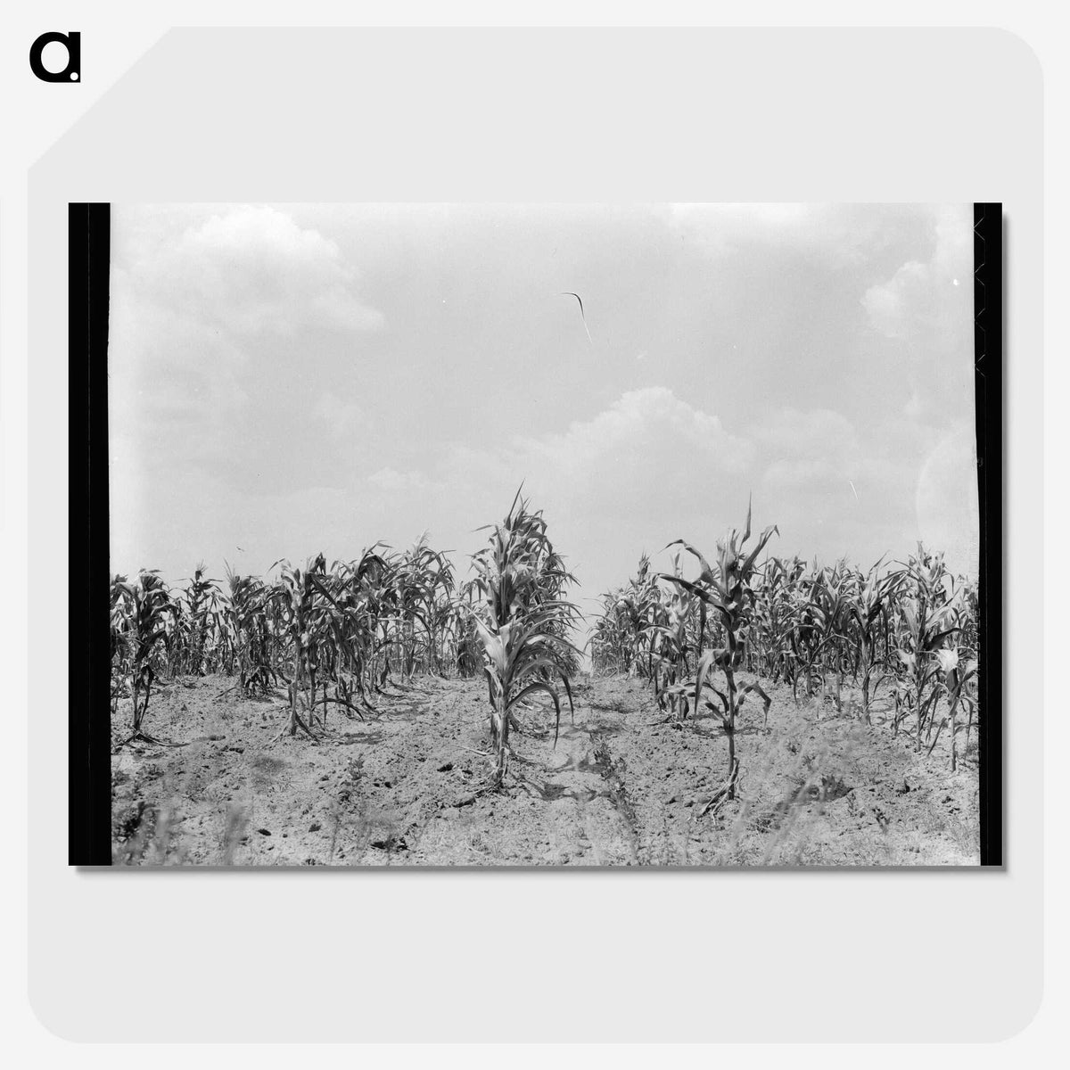 3-21_Dorothea-Lange_picture-crop