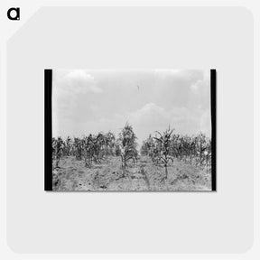 3-21_Dorothea-Lange_postcard