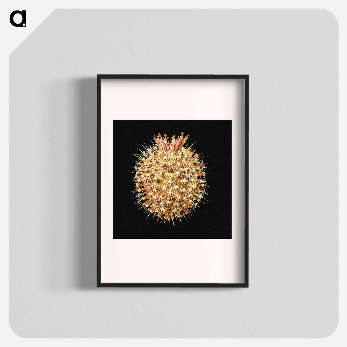 Colorful vintage tunicate marine life illustration - エルンスト ヘッケル Poster.