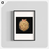 Colorful vintage tunicate marine life illustration - エルンスト ヘッケル Poster.