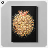 Colorful vintage tunicate marine life illustration - エルンスト ヘッケル Canvas.