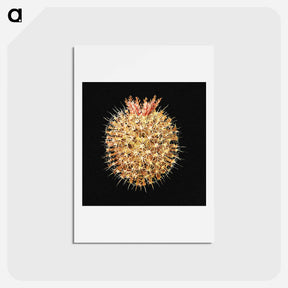 アートポストカード-Colorful vintage tunicate marine life illustration - エルンスト ヘッケル Postcard.