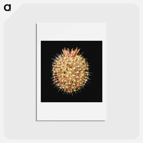 アートポストカード-Colorful vintage tunicate marine life illustration - エルンスト ヘッケル Postcard.
