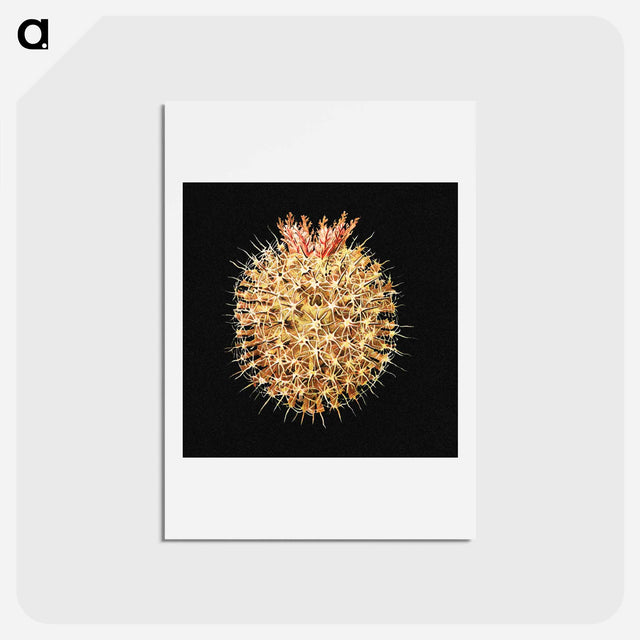 アートポストカード-Colorful vintage tunicate marine life illustration - エルンスト ヘッケル Postcard.