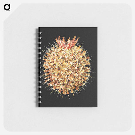 アートメモ帳-Colorful vintage tunicate marine life illustration - エルンスト ヘッケル Memo.