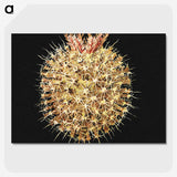 3-21_Ernst-Haeckel_picture-crop