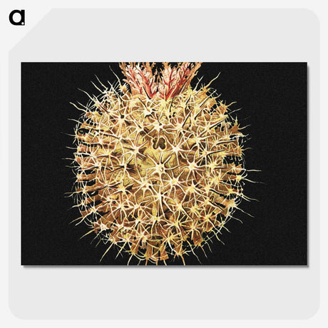 3-21_Ernst-Haeckel_picture-crop