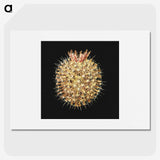 3-21_Ernst-Haeckel_picture