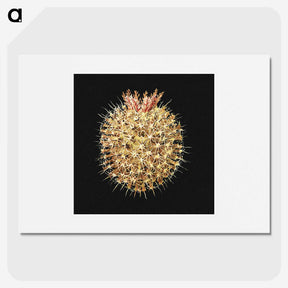 3-21_Ernst-Haeckel_picture