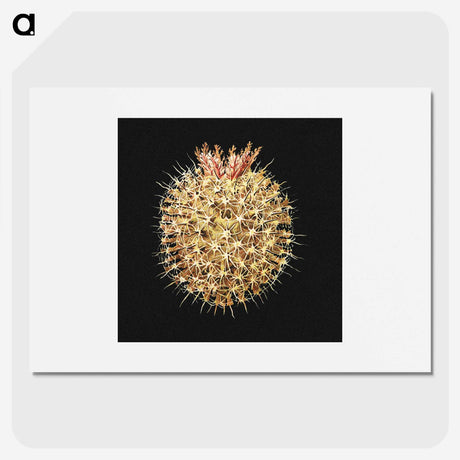 3-21_Ernst-Haeckel_picture