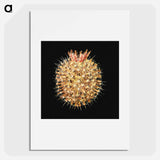 Colorful vintage tunicate marine life illustration - エルンスト ヘッケル Poster.