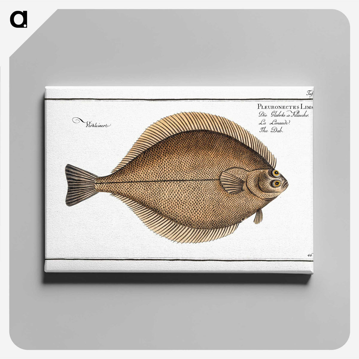 3-21_Ichtyologie-ou-Histoire-naturelle_canvas