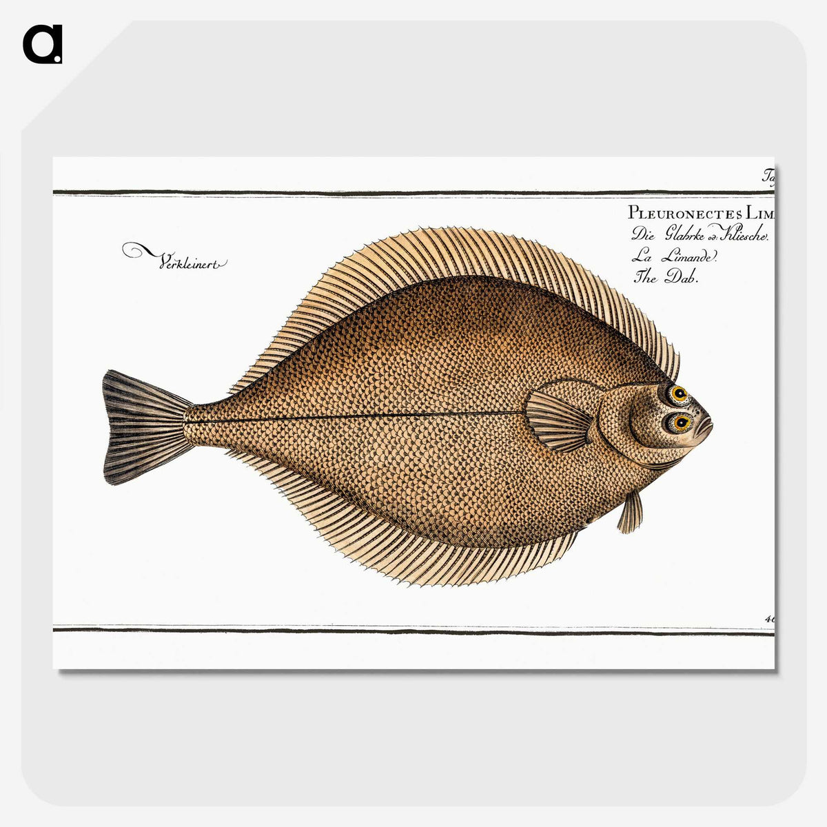 3-21_Ichtyologie-ou-Histoire-naturelle_picture-crop