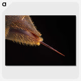 3-21_Insects-Unlocked-Project_picture-crop