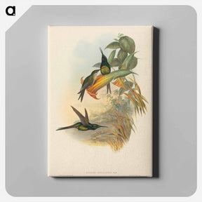 アートパネル-Empress Hummingbird
 - ジョン グールド Canvas.