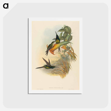 アートポストカード-Empress Hummingbird
 - ジョン グールド Postcard.