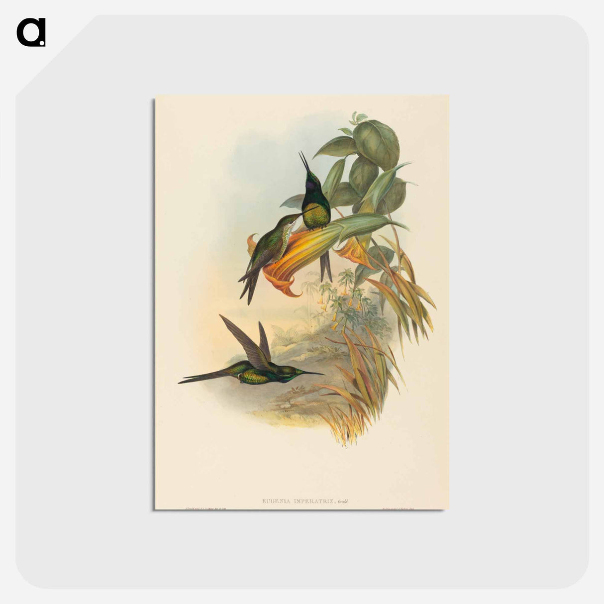 アートポストカード-Empress Hummingbird
 - ジョン グールド Postcard.