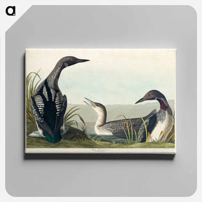 アートパネル-Black-Throated Diver
 - ジョン ジェームス オーデュボン Canvas.