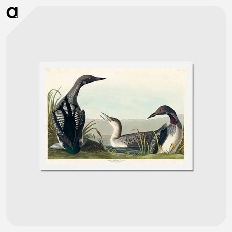 アートポストカード-Black-Throated Diver
 - ジョン ジェームス オーデュボン Postcard.