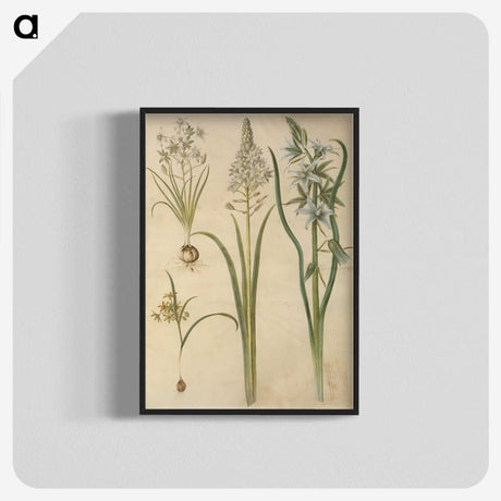 3-21_Maria-Sibylla-Merian_blk-crop