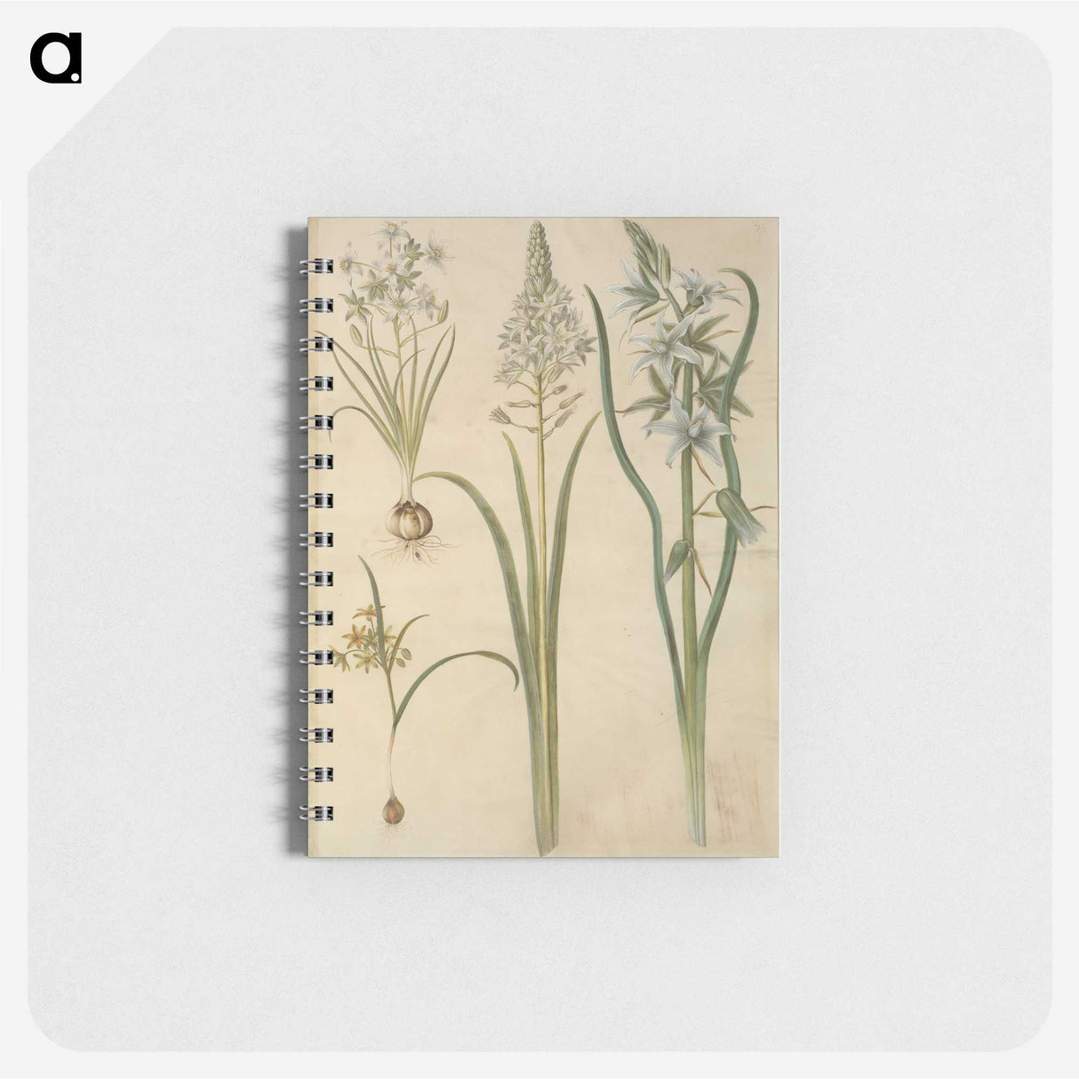 3-21_Maria-Sibylla-Merian_memo