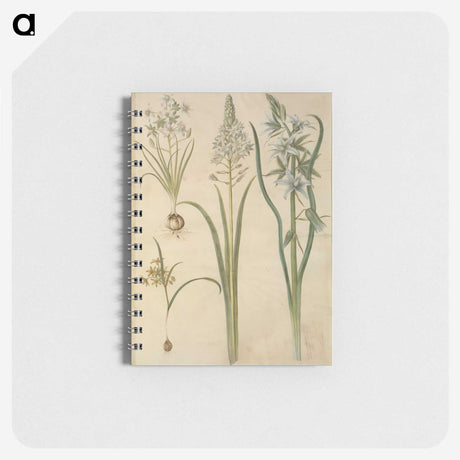 3-21_Maria-Sibylla-Merian_memo
